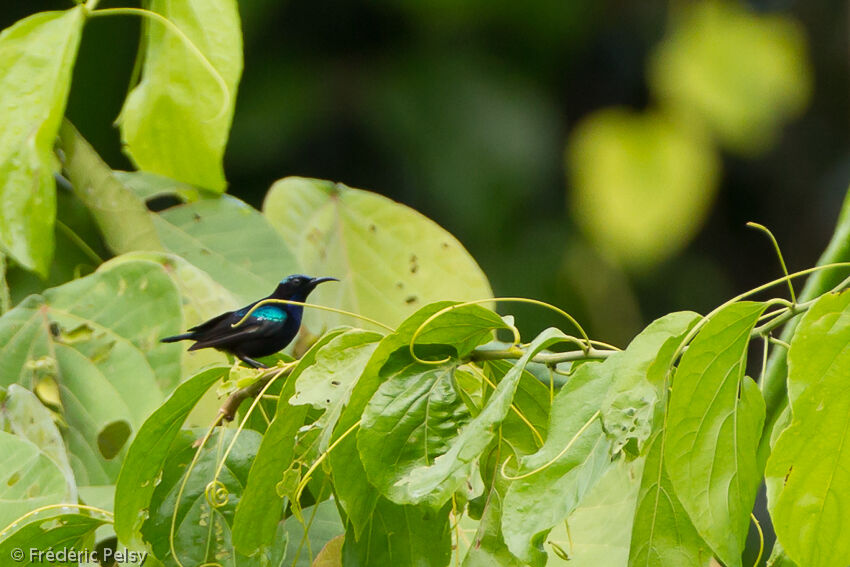 Black Sunbird male adult