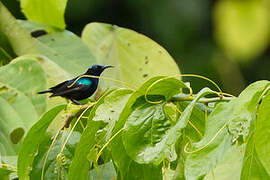 Black Sunbird