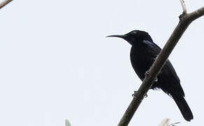 Black Sunbird