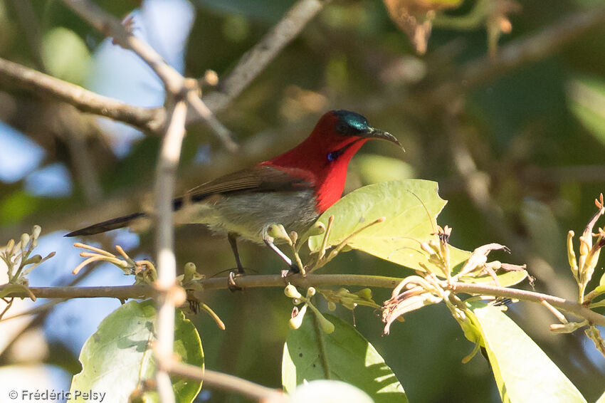 Souimanga siparaja mâle adulte, identification