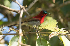 Crimson Sunbird