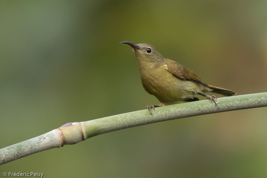 Crimson Sunbird female adult