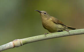 Crimson Sunbird