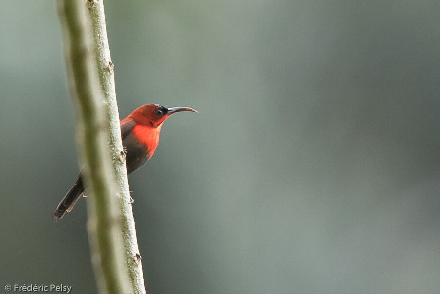 Crimson Sunbird male adult