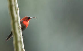 Crimson Sunbird