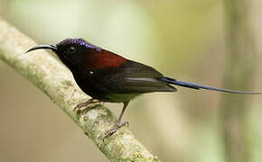 Black-throated Sunbird