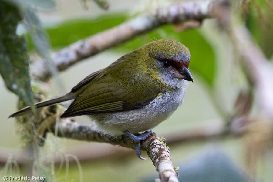 Black-billed Peppershrike