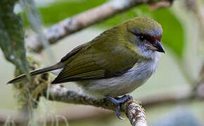 Black-billed Peppershrike