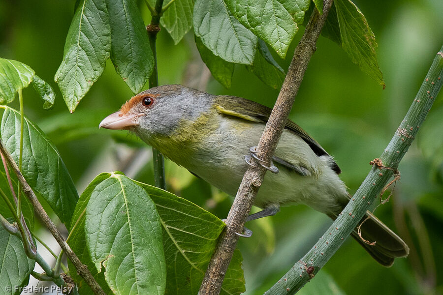 Rufous-browed Peppershrike