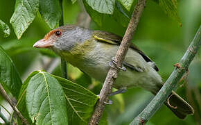 Rufous-browed Peppershrike