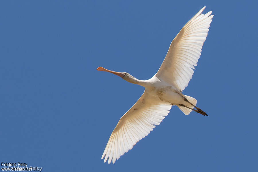 Yellow-billed Spoonbilladult, Flight