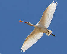 Yellow-billed Spoonbill