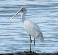 Yellow-billed Spoonbill