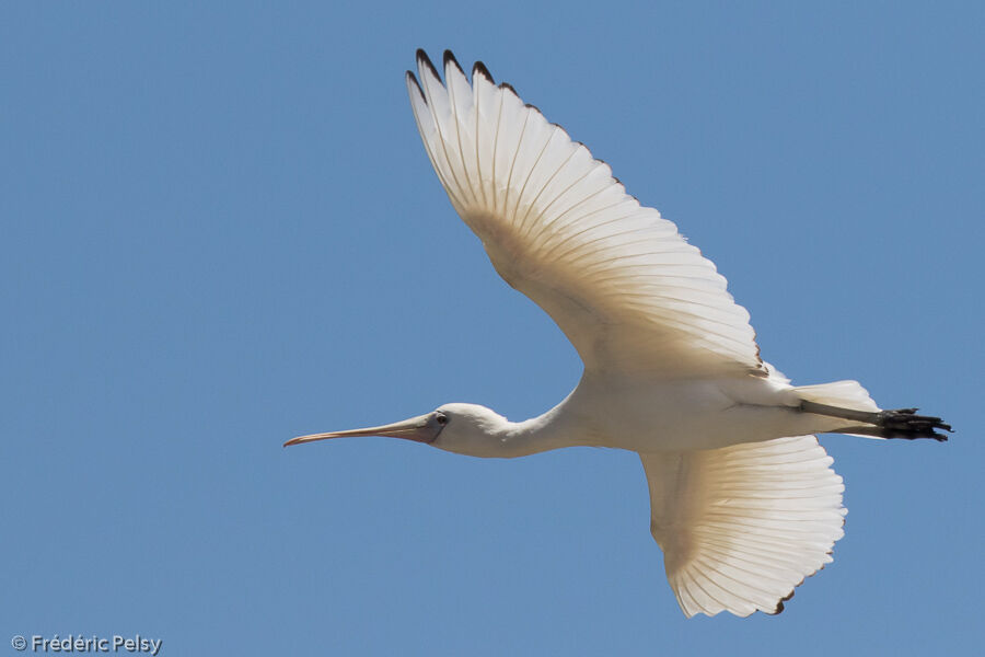 Yellow-billed Spoonbillimmature, Flight