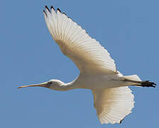 Yellow-billed Spoonbill