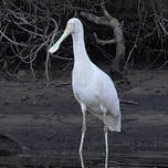 Spatule à bec jaune