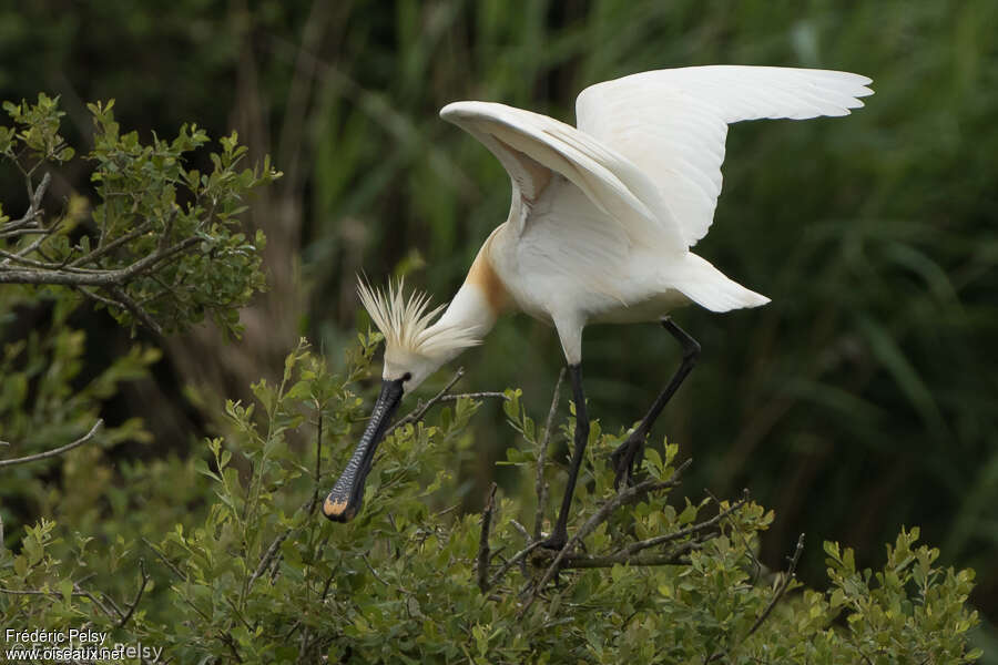 Eurasian Spoonbilladult breeding, Behaviour