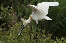 Eurasian Spoonbill