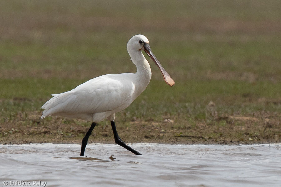 Eurasian Spoonbill