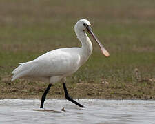 Eurasian Spoonbill