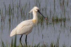 Eurasian Spoonbill