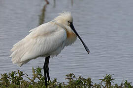 Eurasian Spoonbill