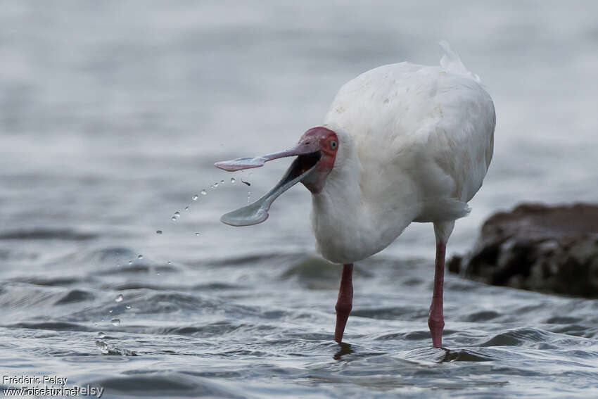 African Spoonbilladult, eats, drinks