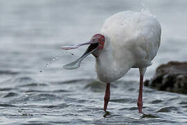 African Spoonbill