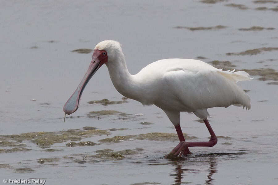 African Spoonbill