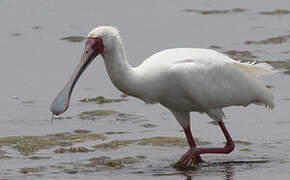 African Spoonbill