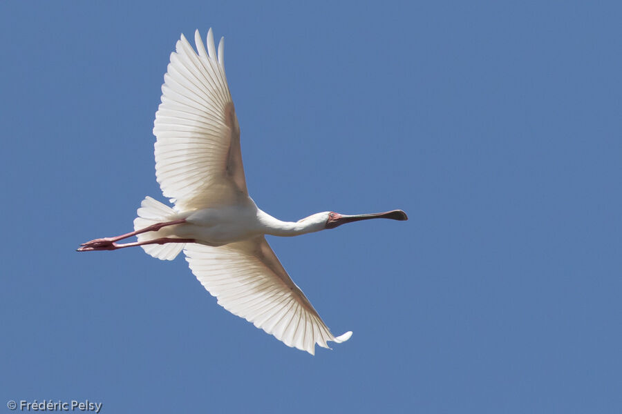 African Spoonbilladult, Flight