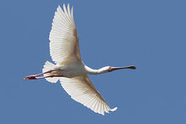 African Spoonbill