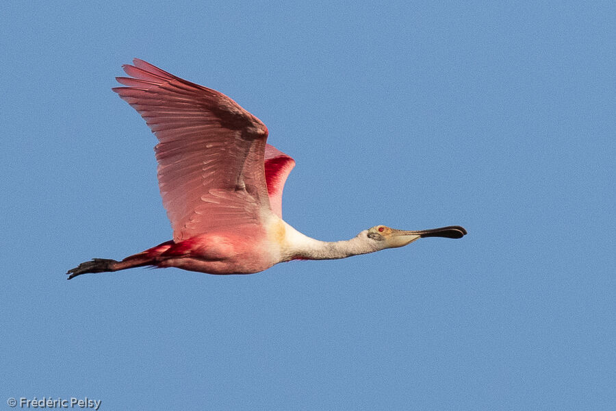 Roseate Spoonbill, Flight