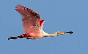 Roseate Spoonbill