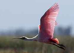 Roseate Spoonbill