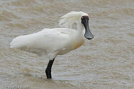 Royal Spoonbill