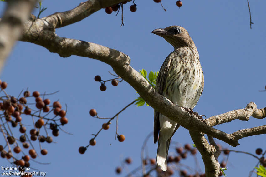 Australasian Figbird female adult, identification