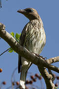 Australasian Figbird