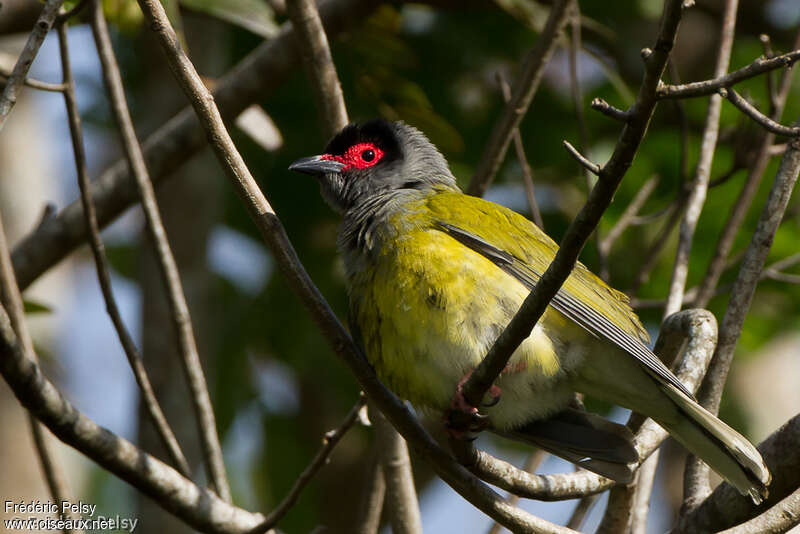 Australasian Figbird male adult, habitat