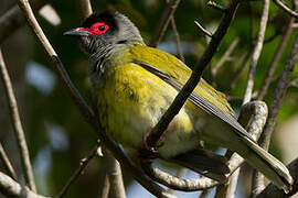 Australasian Figbird