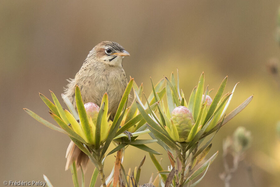 Cape Grassbirdjuvenile