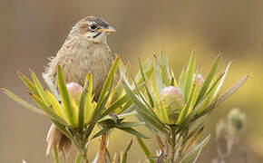 Cape Grassbird