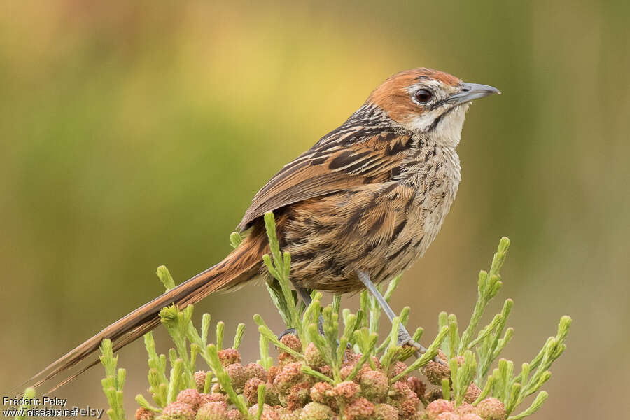 Sphénoèque du Capadulte, identification