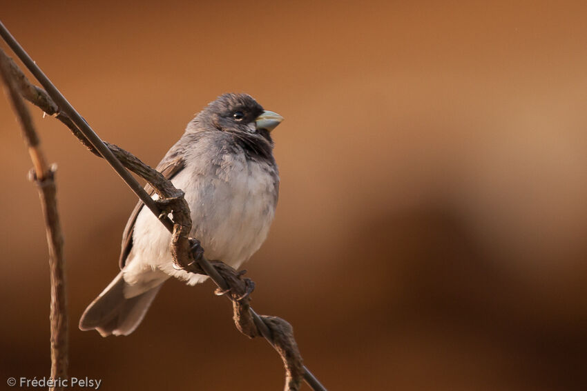 Double-collared Seedeater