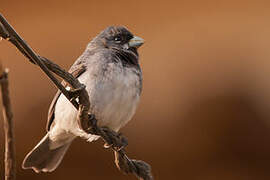 Double-collared Seedeater