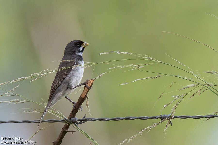 Double-collared Seedeater male adult, identification