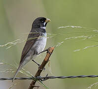 Double-collared Seedeater