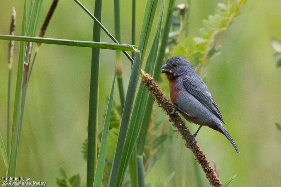 Chestnut-bellied Seedeater male adult, pigmentation, eats