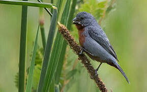 Chestnut-bellied Seedeater