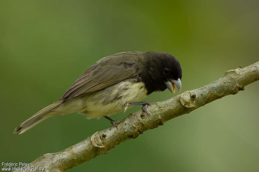 Yellow-bellied Seedeater male adult, identification